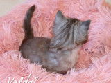 1 magnifique chaton Norvégien LOOF à réserver