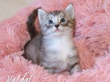 1 magnifique chaton Norvégien LOOF à réserver