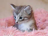 1 magnifique chaton Norvégien LOOF à réserver
