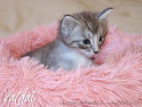 1 magnifique chaton Norvégien LOOF à réserver