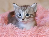 1 magnifique chaton Norvégien LOOF à réserver