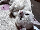 À adopter : chat tigré blanc