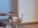 À adopter : chat tigré blanc