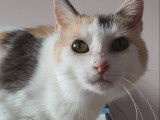 Disponible à l'adoption : chatte de 3 ans