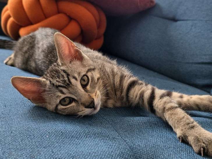 À accueillir : chaton mâle de 5 mois