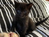 En quête d’un foyer : chaton mâle noir