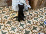 En quête d’un foyer : chaton mâle noir