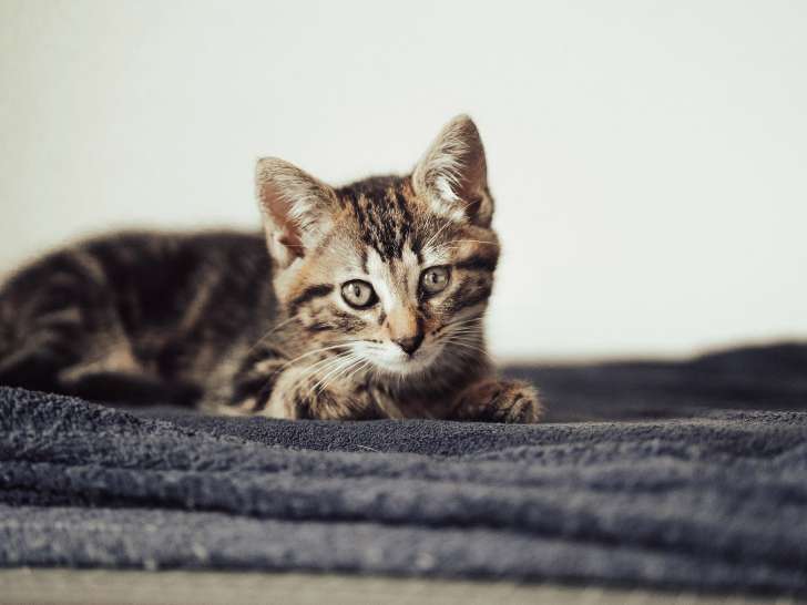 Adoption disponible : chaton femelle tigrée