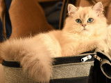 Chats British Shorthair et Longhair adultes LOOF à vendre