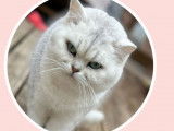Chats British Shorthair et Longhair adultes LOOF à vendre