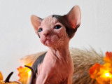 Chatons Sphynx &agrave; r&eacute;server