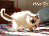 1 magnifique chaton Ragdoll LOOF disponible