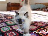 1 magnifique chaton Ragdoll LOOF disponible