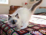 1 magnifique chaton Ragdoll LOOF disponible