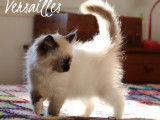 1 magnifique chaton Ragdoll LOOF disponible