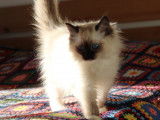 1 magnifique chaton Ragdoll LOOF disponible