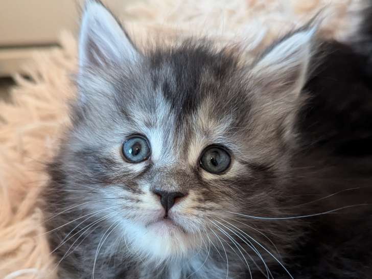 femelle black tortie silver polydactile