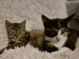 Sonya et Surya, deux chatons à adopter