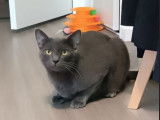 Joker, un superbe chat couleur chartreux à adopter