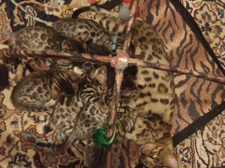 7 chatons Bengal à vendre