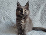 Femelle bleu tortie