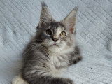 Femelle bleu silver tortie mackerel tabby