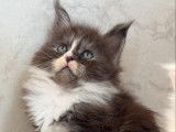 Chatons Maine Coon polydactyles LOOF à vendre