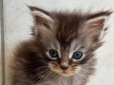 Chatons Maine Coon polydactyles LOOF à vendre