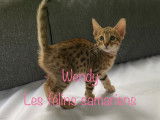 Chatons Savannah F6 à vendre