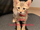 Chatons Savannah F6 à vendre