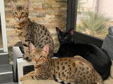 Chatons Savannah F6 à vendre