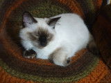 1 chaton junior Ragdoll à vendre