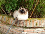 1 chaton junior Ragdoll à vendre