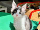 Chaton mâle Maine Coon black smoke et blanc LOOF disponible à la vente