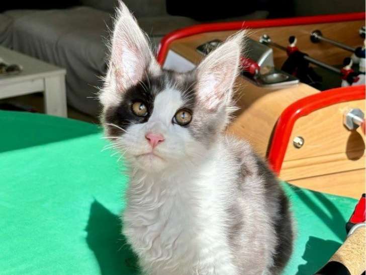 Chaton mâle Maine Coon black smoke et blanc LOOF disponible à la vente