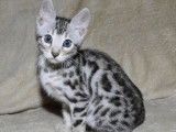 À vendre 2 chatons Bengals LOOF black silver tabby à rosettes
