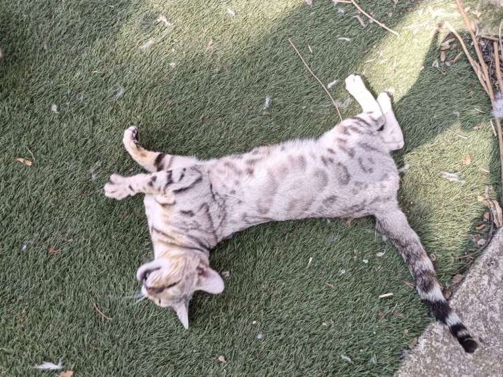 Disponible à l’achat une chatte bengal LOOF de 3 ans à rosettes