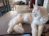 Un chaton mâle Maine Coon rouge smoke et blanc LOOF disponible à la vente