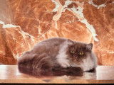 Chat British Longhair chocolat LOOF de 3 ans à vendre
