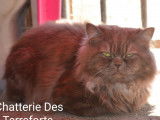 Chat British Longhair chocolat LOOF de 3 ans à vendre
