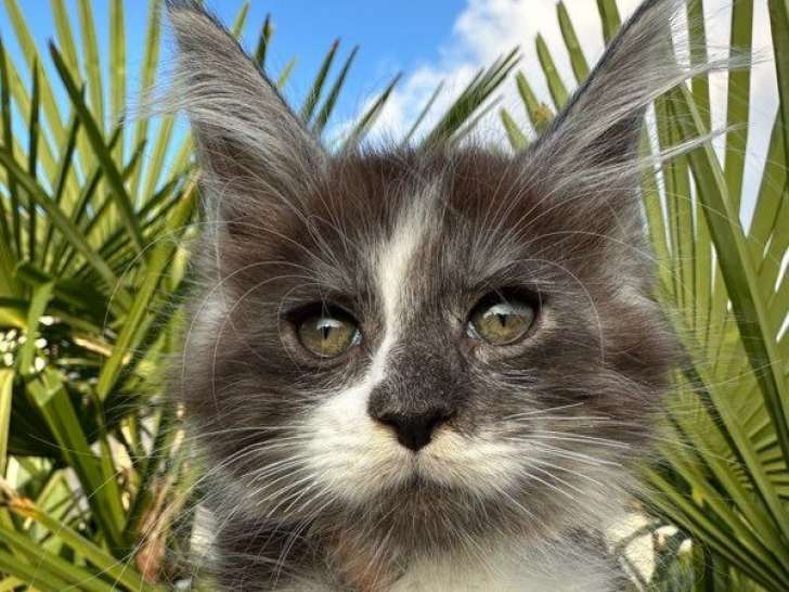 À réserver une chatonne Maine Coon LOOF bicolore