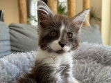À réserver une chatonne Maine Coon LOOF bicolore