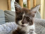 À réserver une chatonne Maine Coon LOOF bicolore