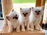 2 chatonnes Sacrées de Birmanie à réserver