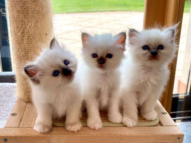 2 chatonnes Sacrées de Birmanie à réserver