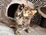 Un chaton Maine Coon mâle LOOF à réserver