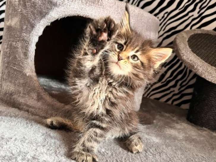 Un chaton Maine Coon mâle LOOF à réserver