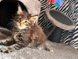 Un chaton Maine Coon mâle LOOF à réserver