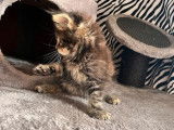 Un chaton Maine Coon mâle LOOF à réserver