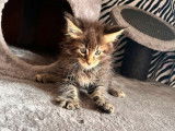 Un chaton Maine Coon mâle LOOF à réserver